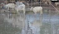 Bihar: Flood makes life miserable for cows at cow-shelter in Madhubani