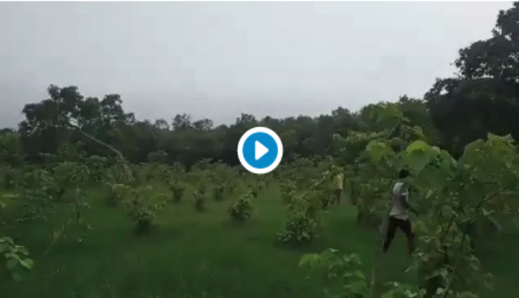 Tiger lynching