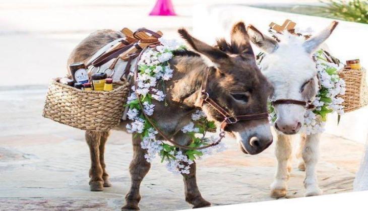 Donkey marriage