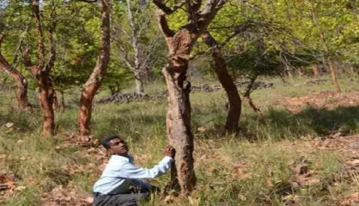 tree