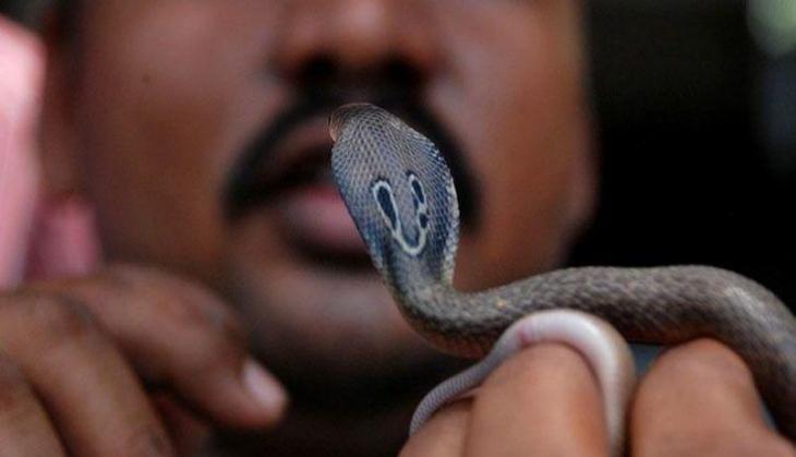 Insane! UP man bites snake into pieces after the reptile attacked him