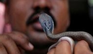 Insane! UP man bites snake into pieces after the reptile attacked him