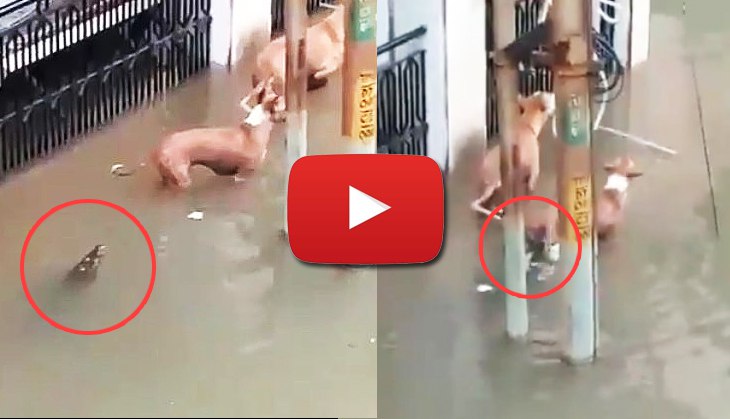 Scary! Crocodiles enter Vadodara streets, try to attack stray dogs; video goes viral
