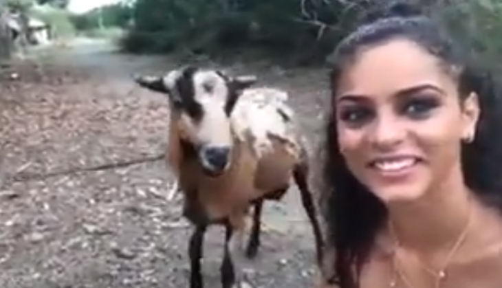 Goat selfie