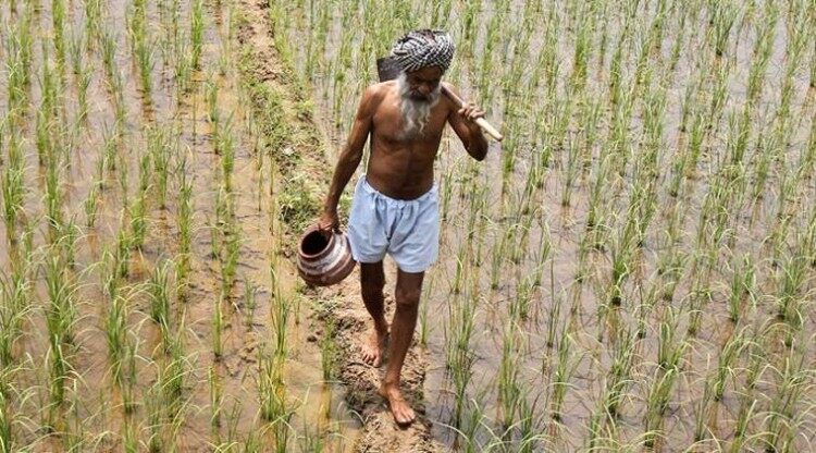 PM Modi calls on farmers to reduce pesticide use by 10-15 per cent