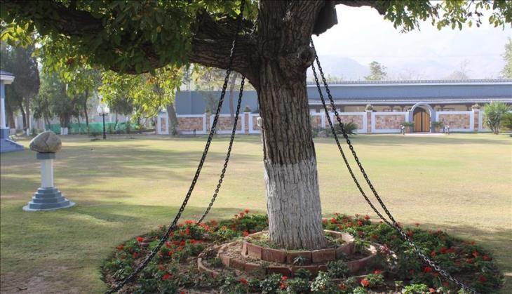 tree in chai