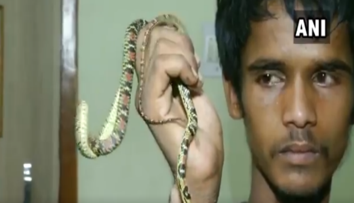 flying snake