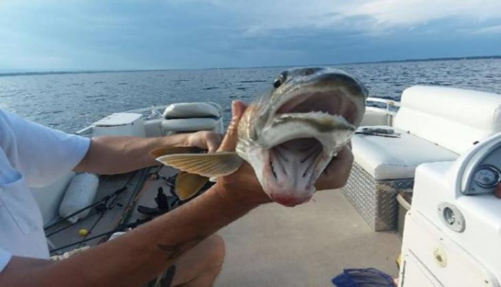 two mouth fish