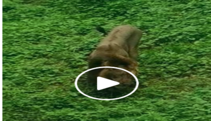 viral video