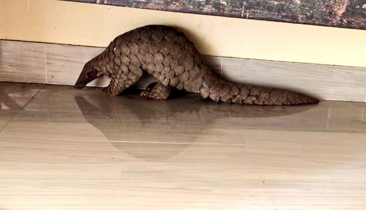 Odisha: Indian pangolin rescued from house in Cuttack