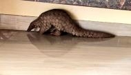 Odisha: Indian pangolin rescued from house in Cuttack