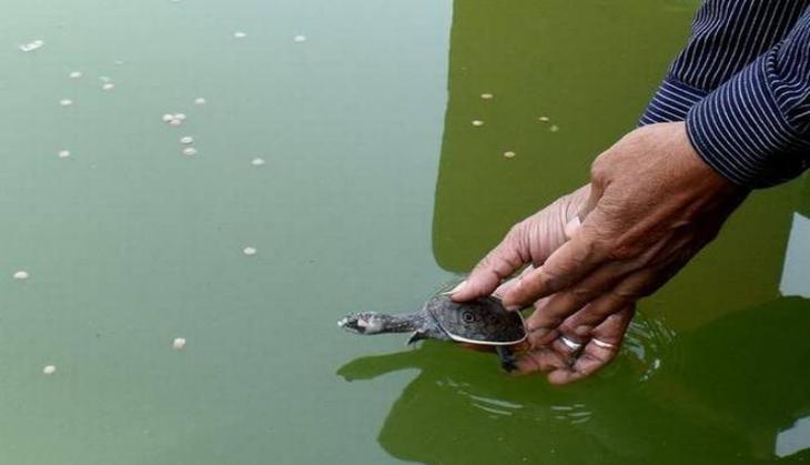 70 turtle hatchlings from 2 Assam temples released in Pobitora Wildlife Sanctuary