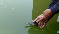 70 turtle hatchlings from 2 Assam temples released in Pobitora Wildlife Sanctuary