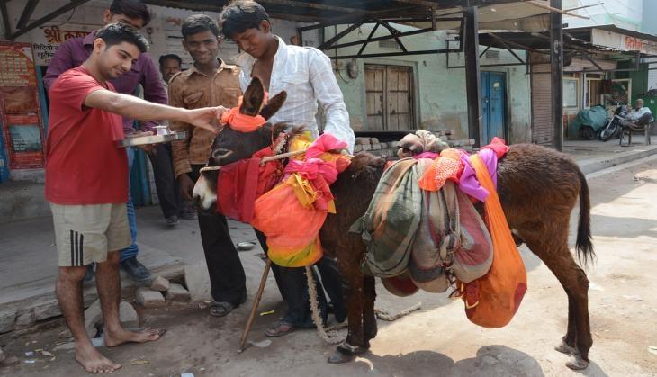 donkey worship