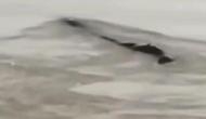 Video: 'Mysterious 65-feet monster' spotted in China's Yangtze river, here's the details