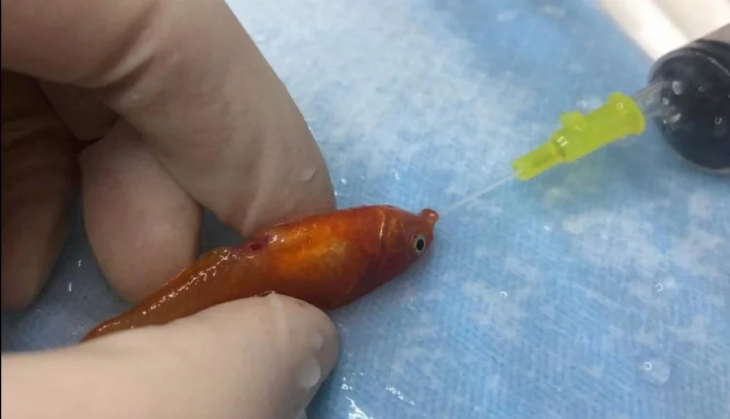 tiny fish
