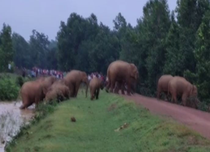 Odisha: Herd of wild elephants creating havoc causing deaths, loss of property