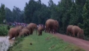 Odisha: Herd of wild elephants creating havoc causing deaths, loss of property