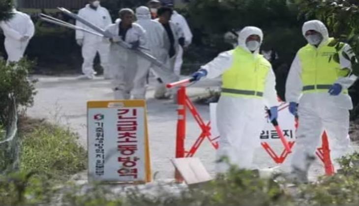 Fears grow in South Korea as tests confirm more swine fever