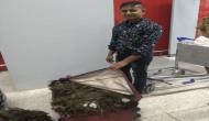 Man held with 49 kg peacock feather at IGI Airport