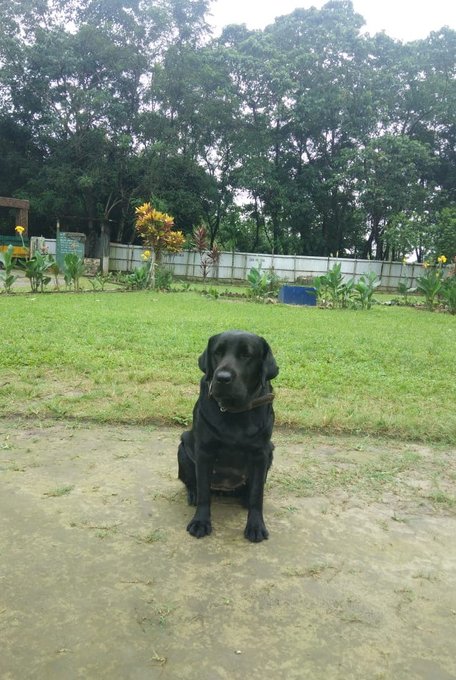  Indian Army dog Jaari becomes social media star, this is what he did