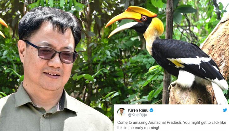 Kiren Rijiju shares stunning image of rare Indian Hornbill but attributes wrong location