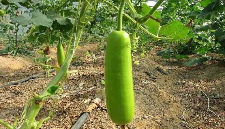 Bottle Gourd Juice
