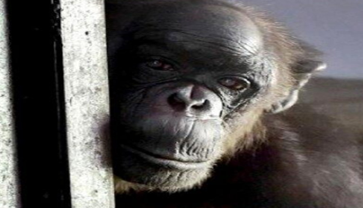 India's oldest chimpanzee 'Rita' dies