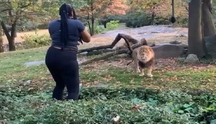 lion