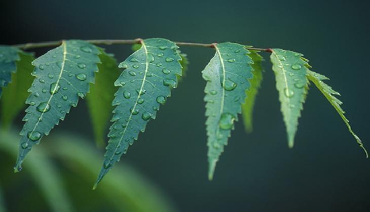 neem leaves