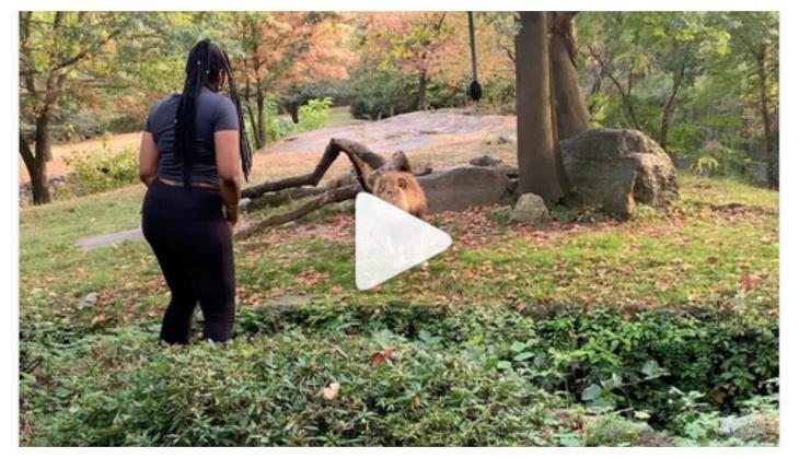 Insane! Woman climbs inside lion’s enclosure, dances in front of wild animal; netizens call it so scary