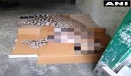 Uttarakhand: Man-eater leopard shot dead by forest officials in Pithoragarh