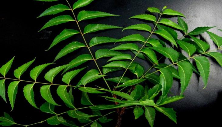 Coronavirus Update: Bark of Neem tree can protect against COVID variants, suggests study