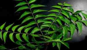 Coronavirus Update: Bark of Neem tree can protect against COVID variants, suggests study