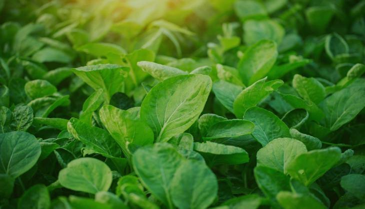 Spinach