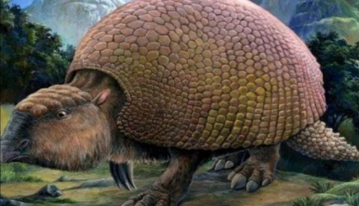 animal