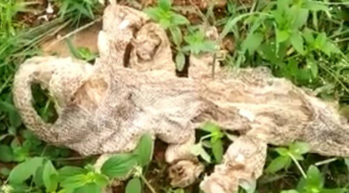 Watch: Seven headed snake skin found in Karnataka's Kanakapura