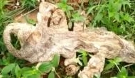 Watch: Seven headed snake skin found in Karnataka's Kanakapura
