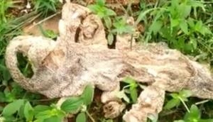 Watch: Seven headed snake skin found in Karnataka's Kanakapura