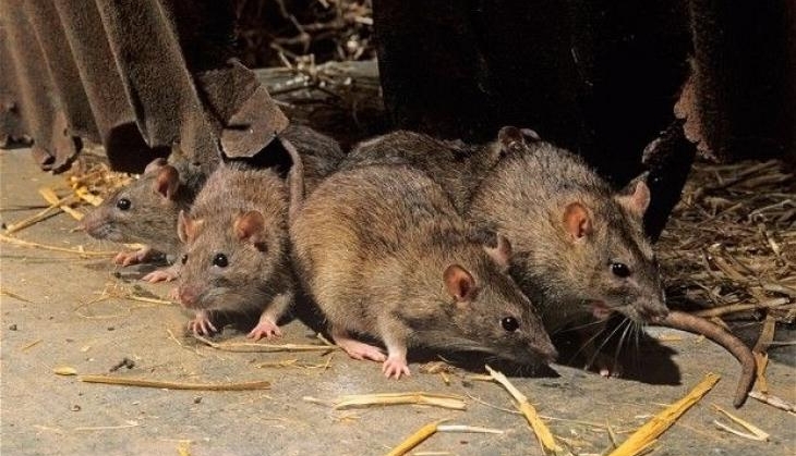 mouse