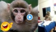 Monkey sits on Police officer’s shoulder in Police station; what he does next will tickle your funny bones!