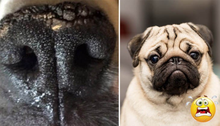 OMG! Girl got scared after thinking her pet dog’s nose fell off, what she did next will amuse you!