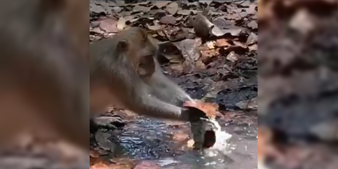 Not human but monkey finds hilarious trick to fix a leakage pipe; video will teach you lesson!
