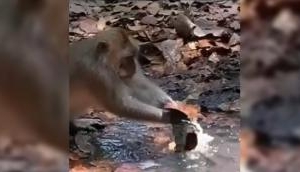 Not human but monkey finds hilarious trick to fix a leakage pipe; video will teach you lesson!