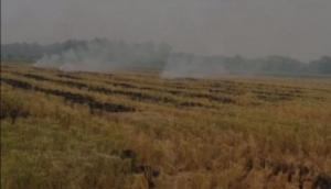 Haryana govt tightens noose on stubble burning, FIR filed against defaulters