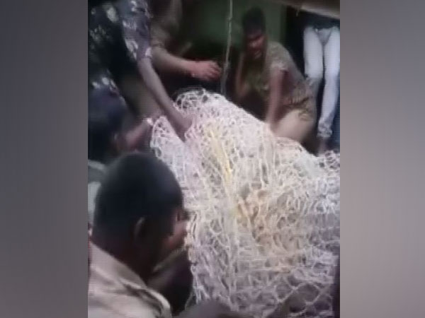 Karnataka: 'Man-eater' tiger captured after five day operation at Bandipur National Park