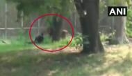 Watch: Bihar man jumps inside lion enclosure in Delhi zoo; escapes unhurt
