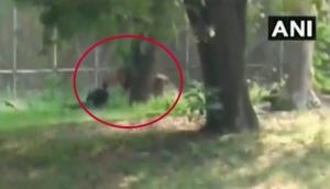 Watch: Bihar man jumps inside lion enclosure in Delhi zoo; escapes unhurt
