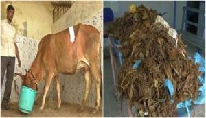 Chennai: 52kg plastic waste, coin removed from cow's stomach 