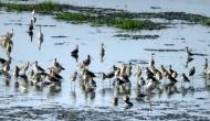 Arrival of migratory birds at Odisha's Chilika lake delayed